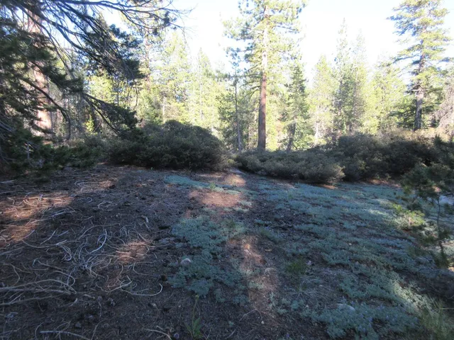 $99,000 | 175 Silver Tip Drive, Bear Valley, CA 95223