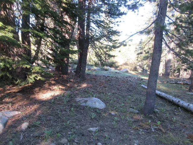 $99,000 | 175 Silver Tip Drive, Bear Valley, CA 95223