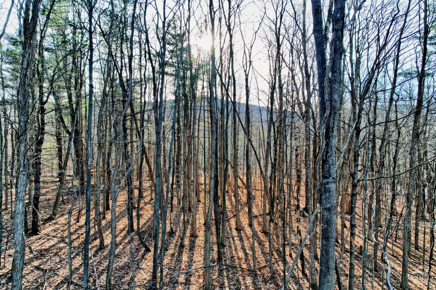 268 Hervey Street Road Durham, NY 12418 - Photo 20 of 79 a view of outdoor space with a garden