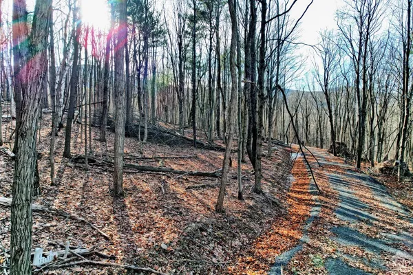 a view of a field with plants and large trees