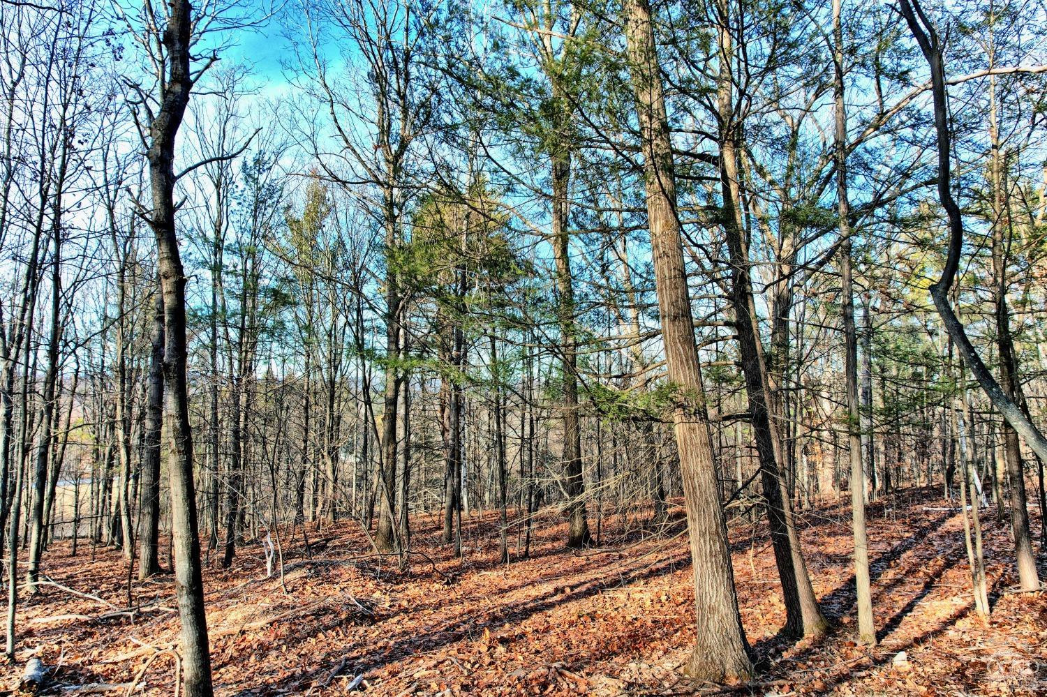 268 Hervey Street Road Durham, NY 12418 - Photo 34 of 79 a view of a forest