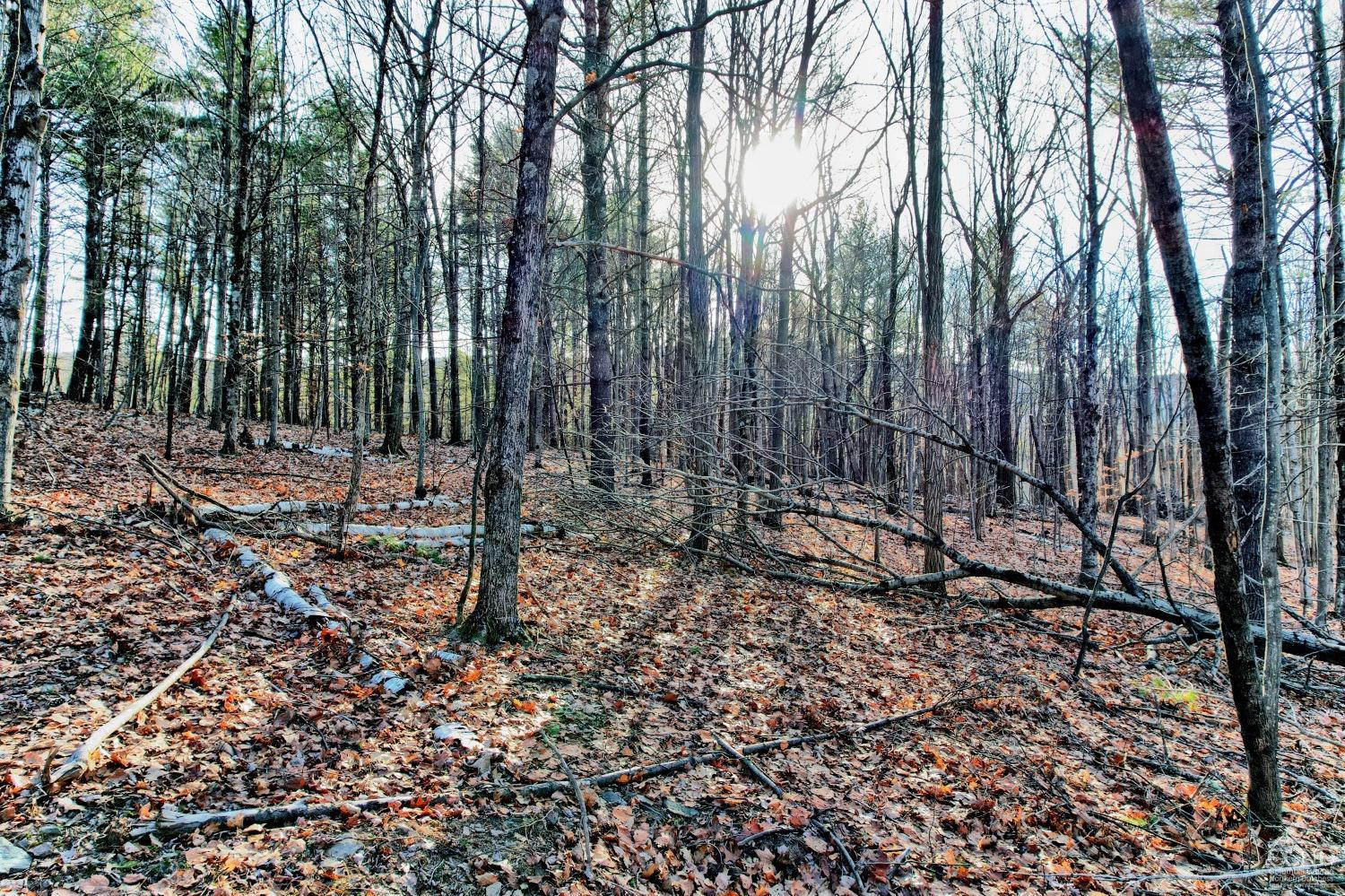 268 Hervey Street Road Durham, NY 12418 - Photo 36 of 79 a view of outdoor space with lots of trees