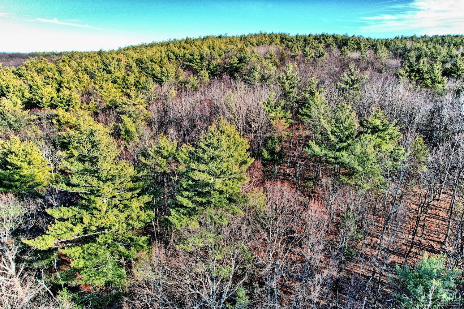 268 Hervey Street Road Durham, NY 12418 - Photo 43 of 79 a view of a field with plants and large trees