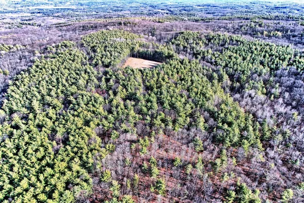 a view of a tree with a yard