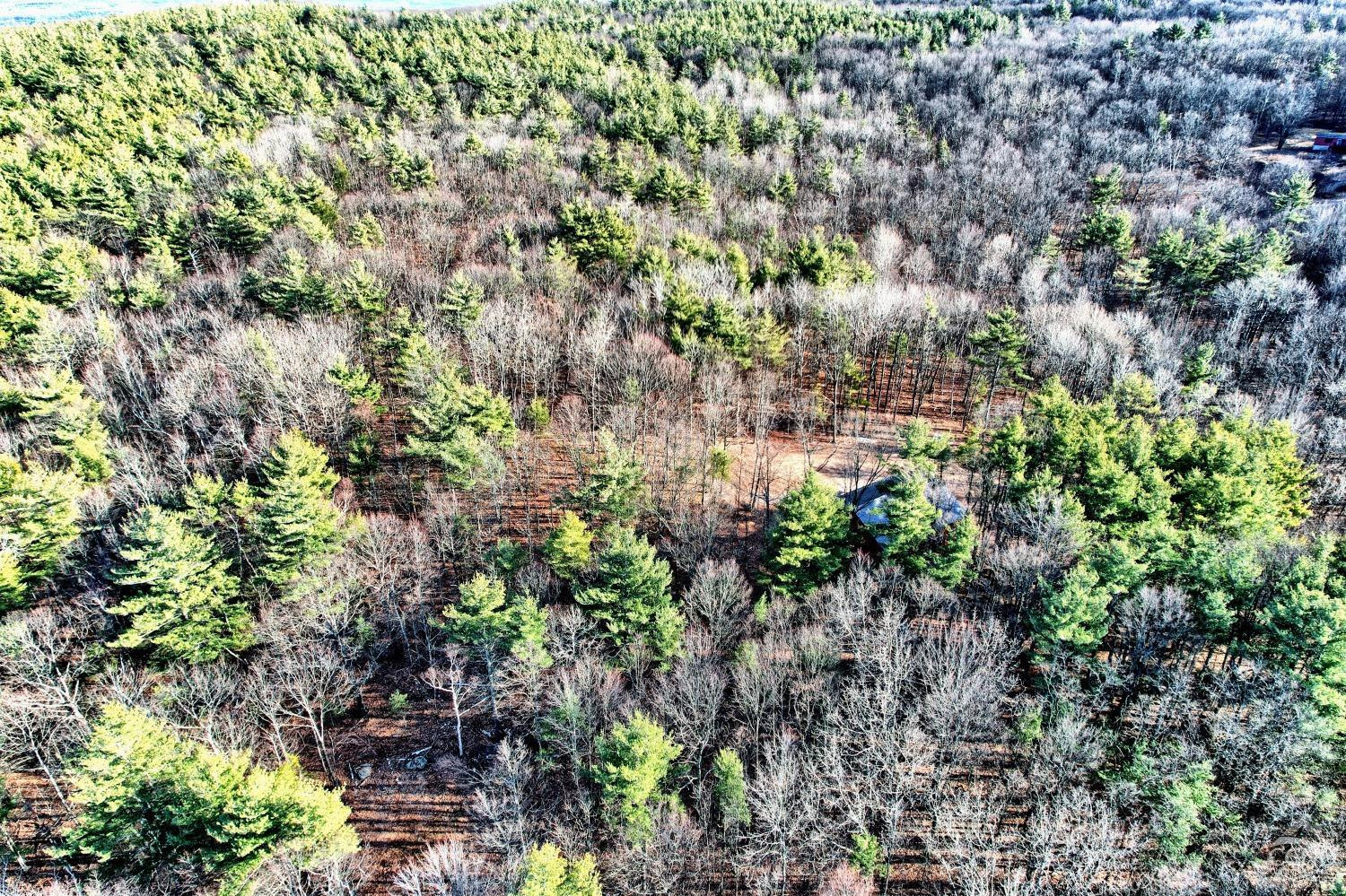 268 Hervey Street Road Durham, NY 12418 - Photo 61 of 79 a picture of trees