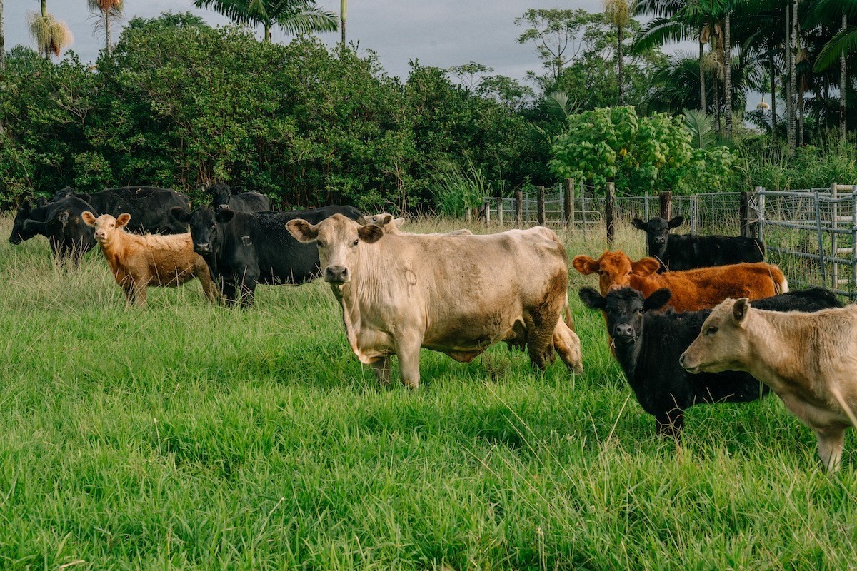 27-476 Indian Tree Road Papaikou, HI 96781 - Photo 13 of 24 a backyard of a house with table and chairs
