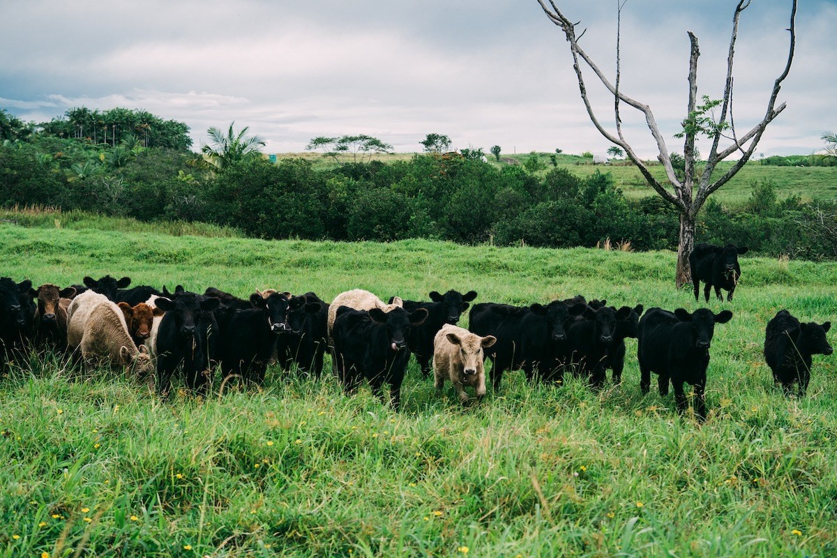 27-476 Indian Tree Road Papaikou, HI 96781 - Photo 14 of 24 a view of a lush green field