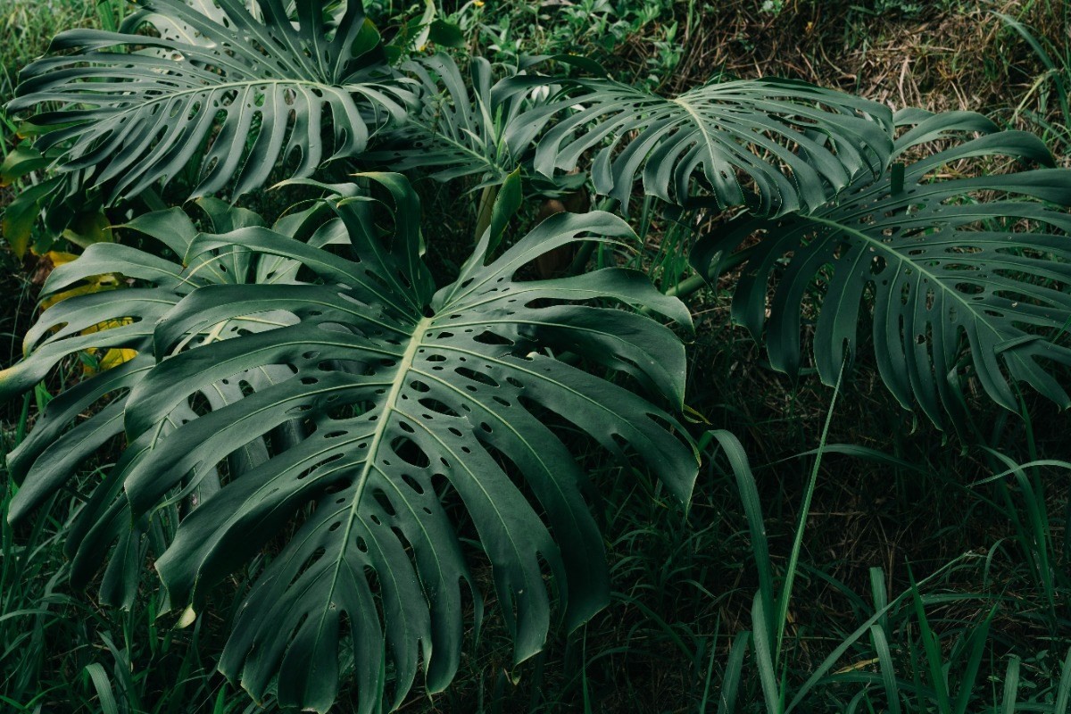 27-476 Indian Tree Road Papaikou, HI 96781 - Photo 15 of 24 a view of a plant in a garden