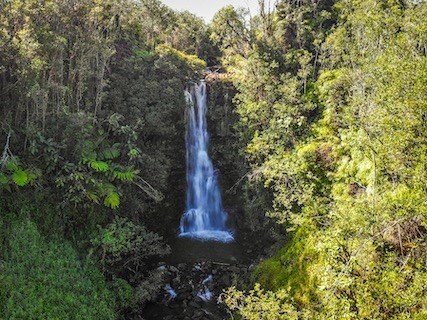 27-476 Indian Tree Road Papaikou, HI 96781 - Photo 2 of 24 a view of a tree with flower plants and wooden fence