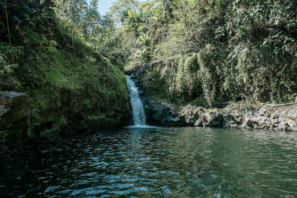 27-476 Indian Tree Road Papaikou, HI 96781 - Photo 5 of 24 a big yard with lots of green space and trees