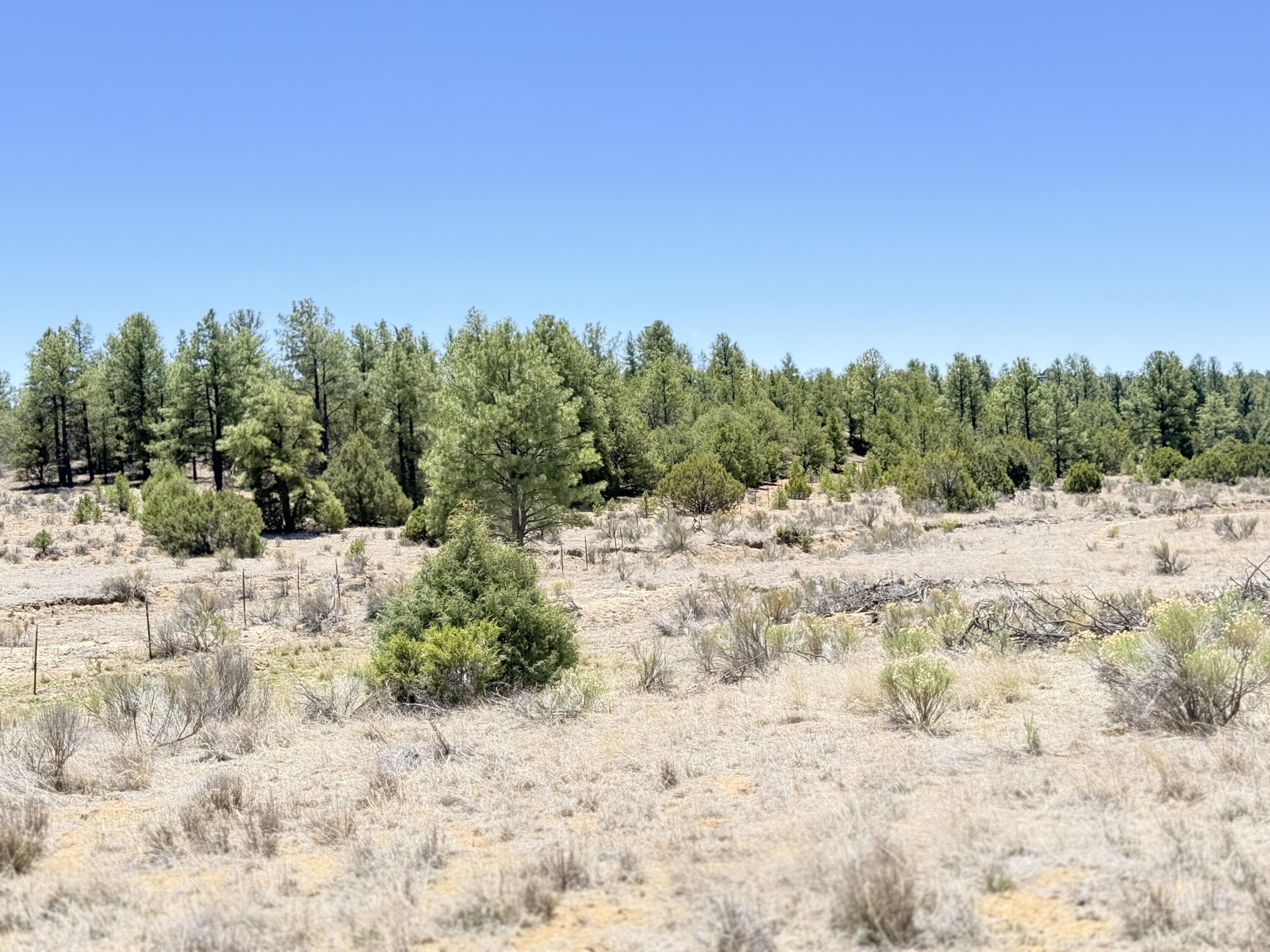 994 Wild Horse Ranch Road Pie Town, NM 87827 - Photo 54 of 70 Gallery Image 54