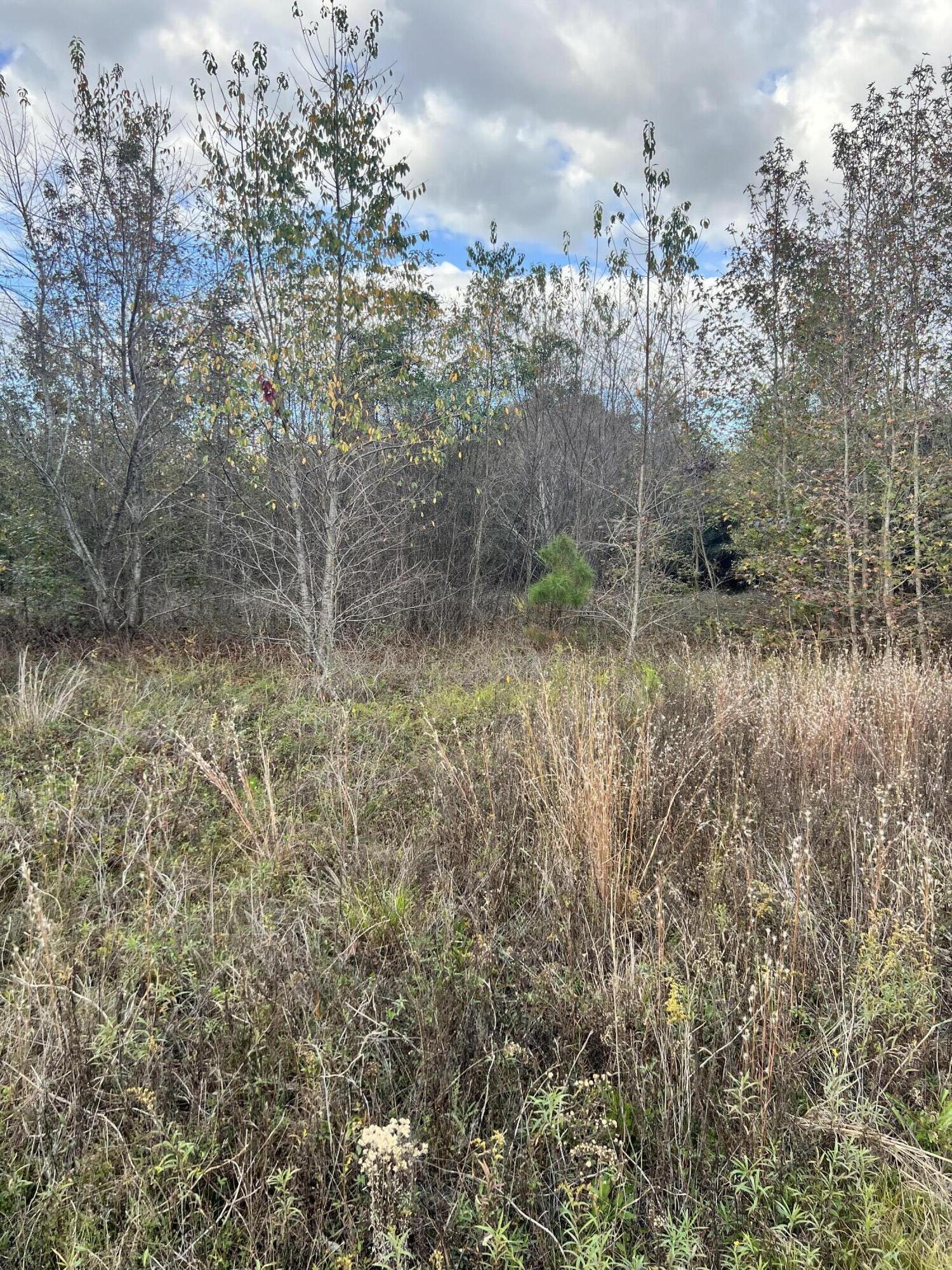 Lot 34 Snake Swamp Road Cope, SC 29038 - Photo 2 of 4 Gallery Image 2
