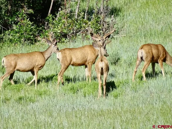 $19,900,000 | 0 Sr 512 Highway, Unit MUNDY RANCH AND MOUNTAIN ESTATE, Chama, NM 87520