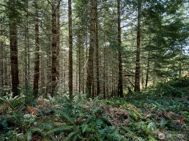 a view of a forest with trees and bushes
