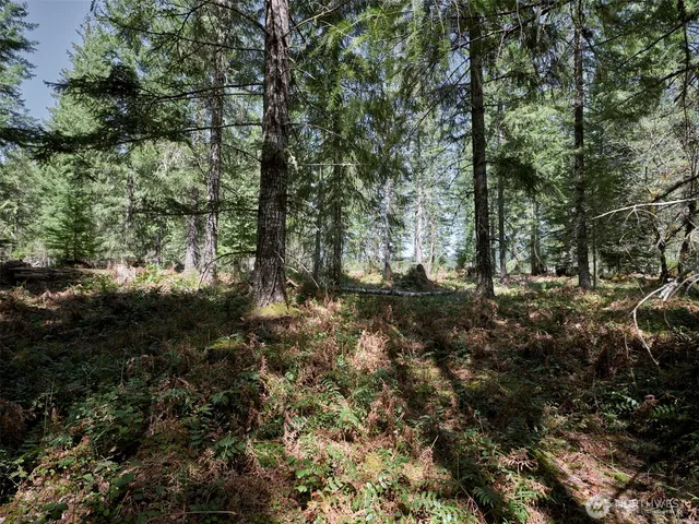 a view of a forest with lots of trees