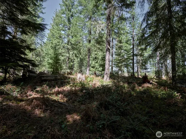 a view of a forest with lots of trees