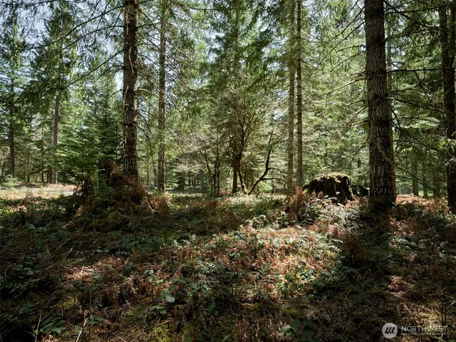 a view of a forest with trees