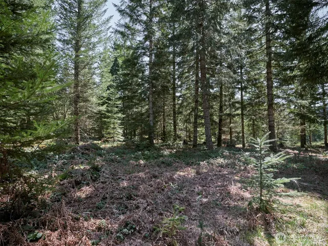 a view of a forest with trees in the background