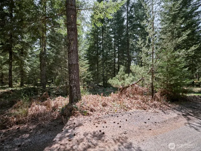 a view of a forest with trees