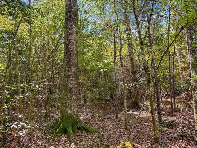a view of a tree in a yard