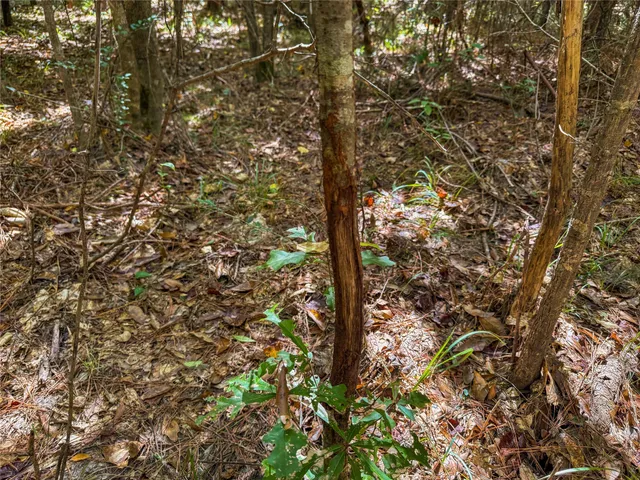 a view of a yard with plants and wooden fence