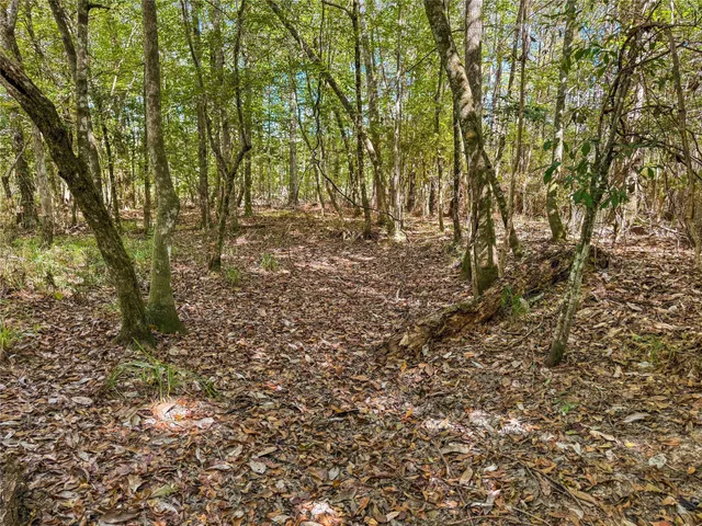 a view of a yard with lots of trees