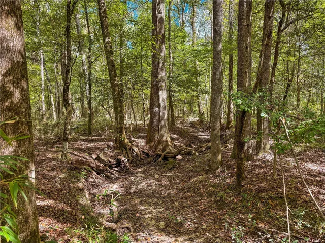 a view of a yard with a tree