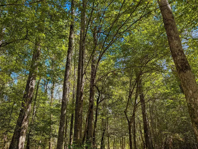 a view of a yard with large trees