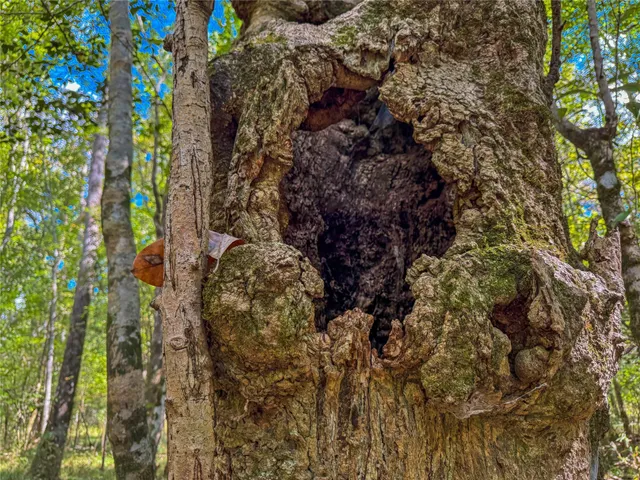 a view of a yard with an outdoor space