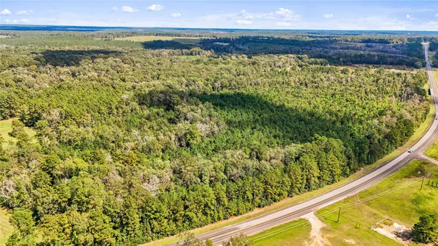 a view of a forest with a trees