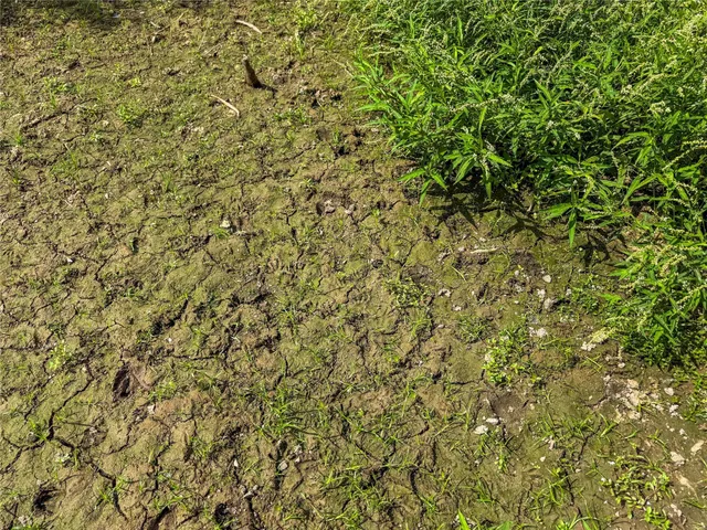 a view of a bunch of trees in a yard