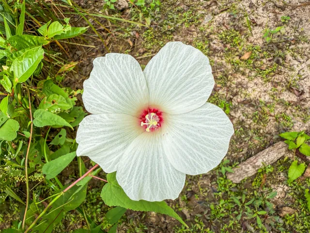 $179,500 | 190 Newton Tx 75966, Newton, TX 75966