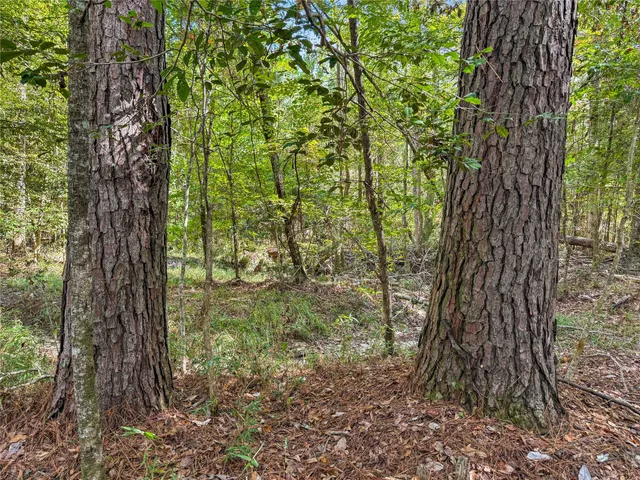 a yard with tall trees