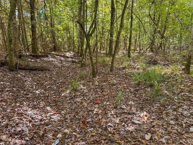 a view of under a tree