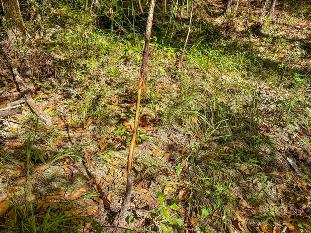 a view of a yard with plants and large trees