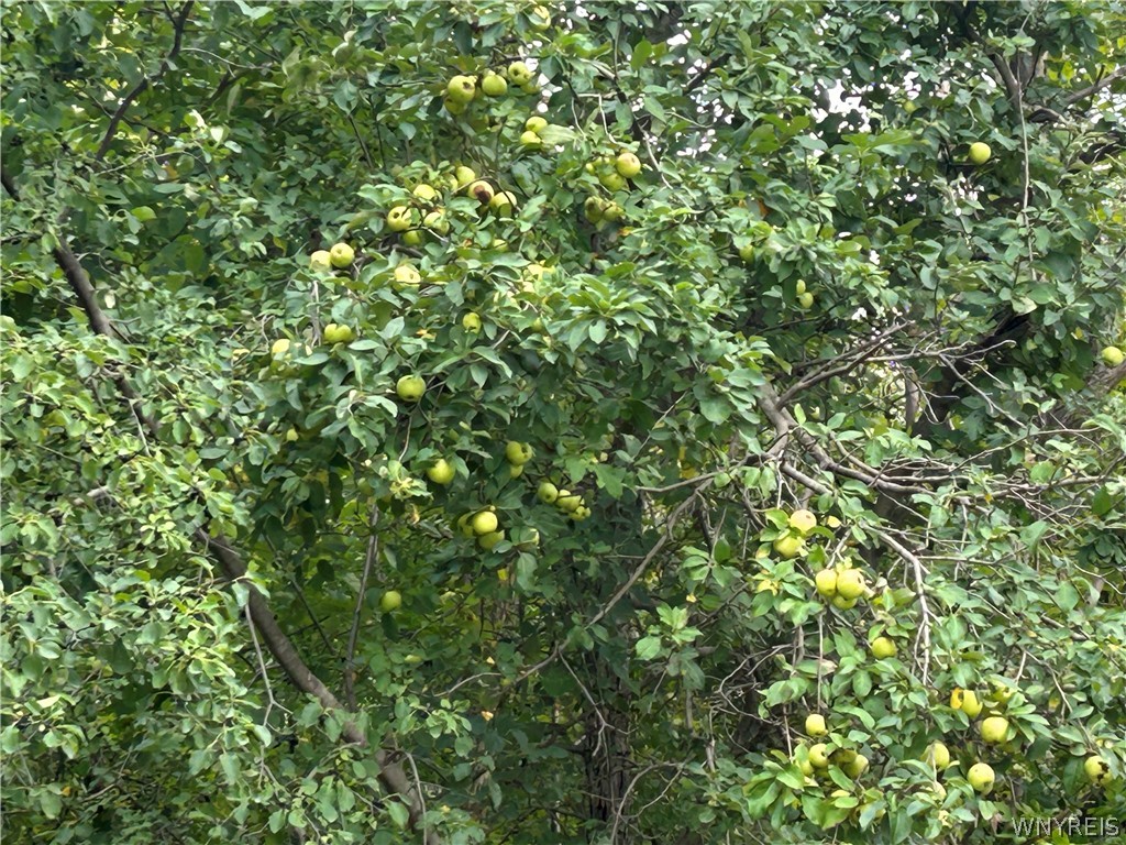 0 Tinkham Road Attica, NY 14011 - Photo 10 of 19 Apple Tree