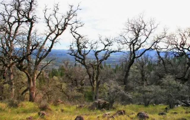 $299,000 | 0 Christy Creek Lane, Shingletown, CA 96088