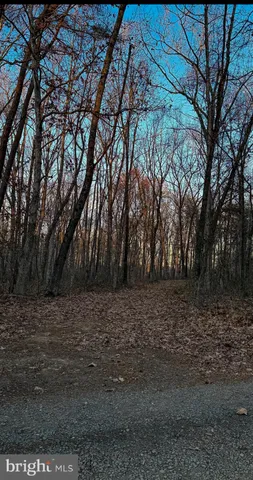 a view of a yard with large trees