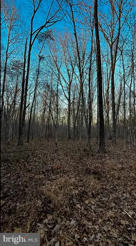 a view of backyard with large trees
