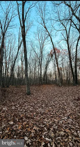 a view of a yard with trees