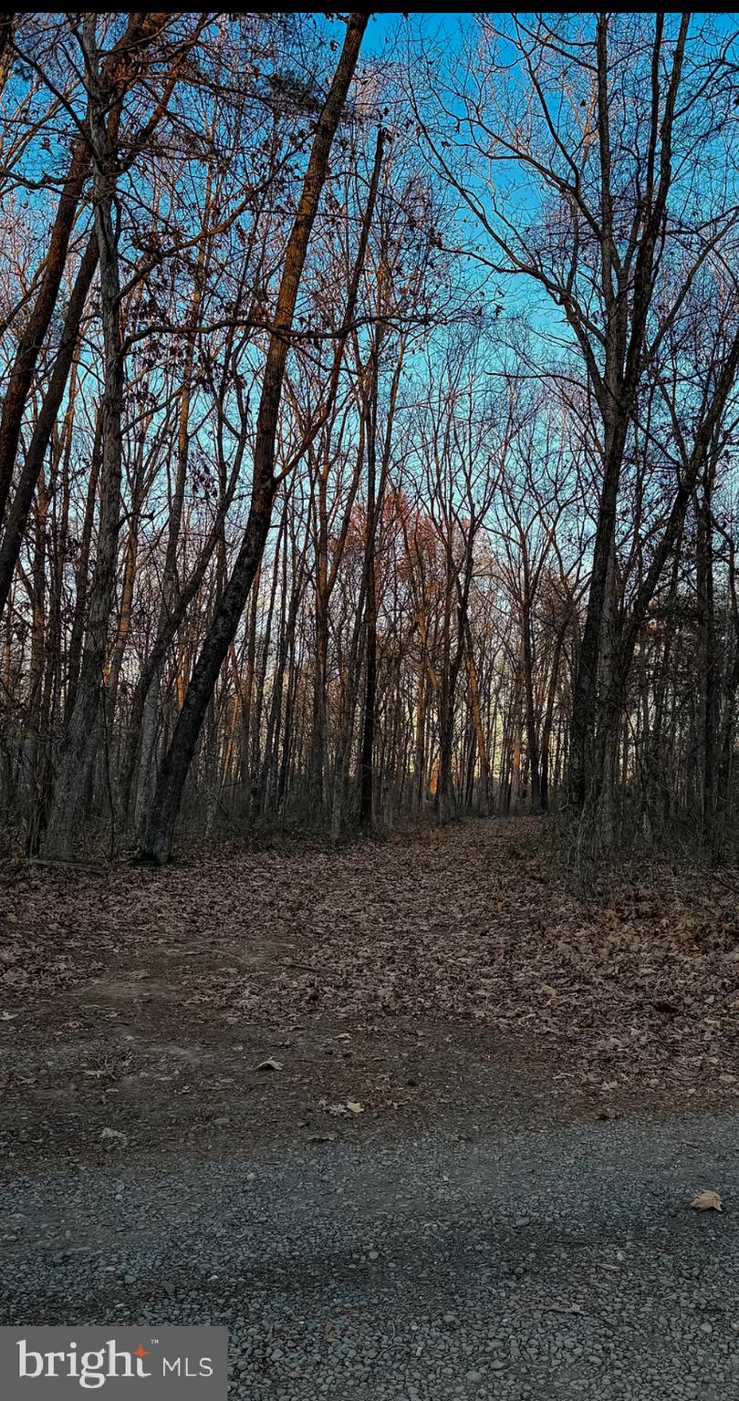 Roberts Lane Lane Rixeyville, VA 22737 - Photo 6 of 8 a view of a yard with large trees