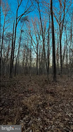 a view of a yard with trees