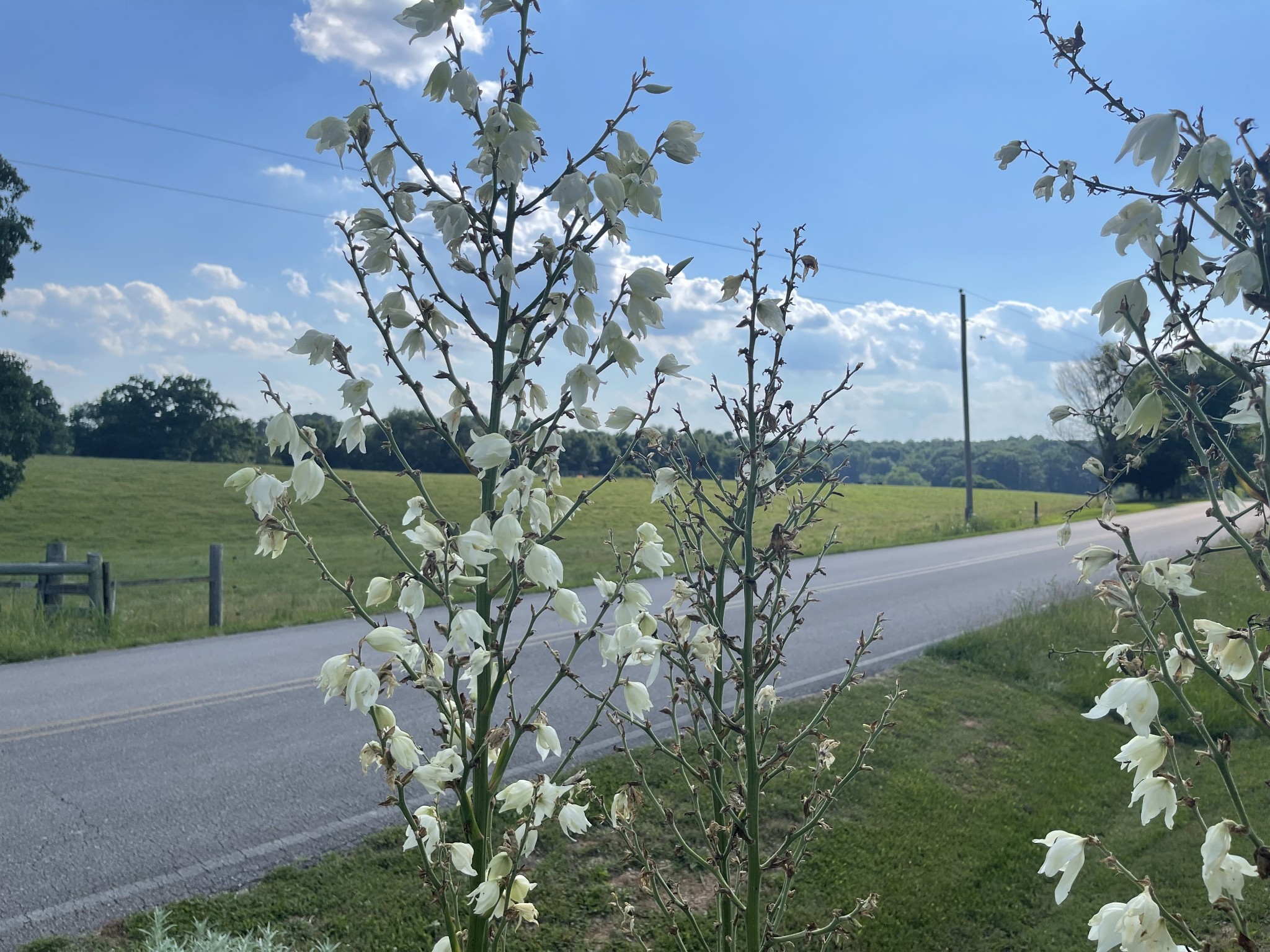 66 Union Hill Road Loretto, TN 38469 - Photo 26 of 31 a view of a park with a tree