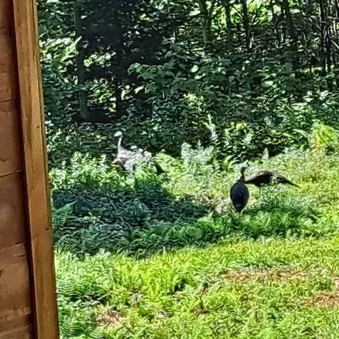 $135,000 | 17-001 Blackberry Lane, Rumford, ME 04276