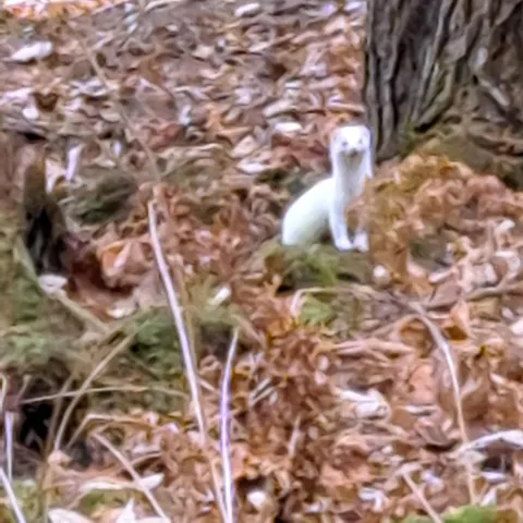 $135,000 | 17-001 Blackberry Lane, Rumford, ME 04276