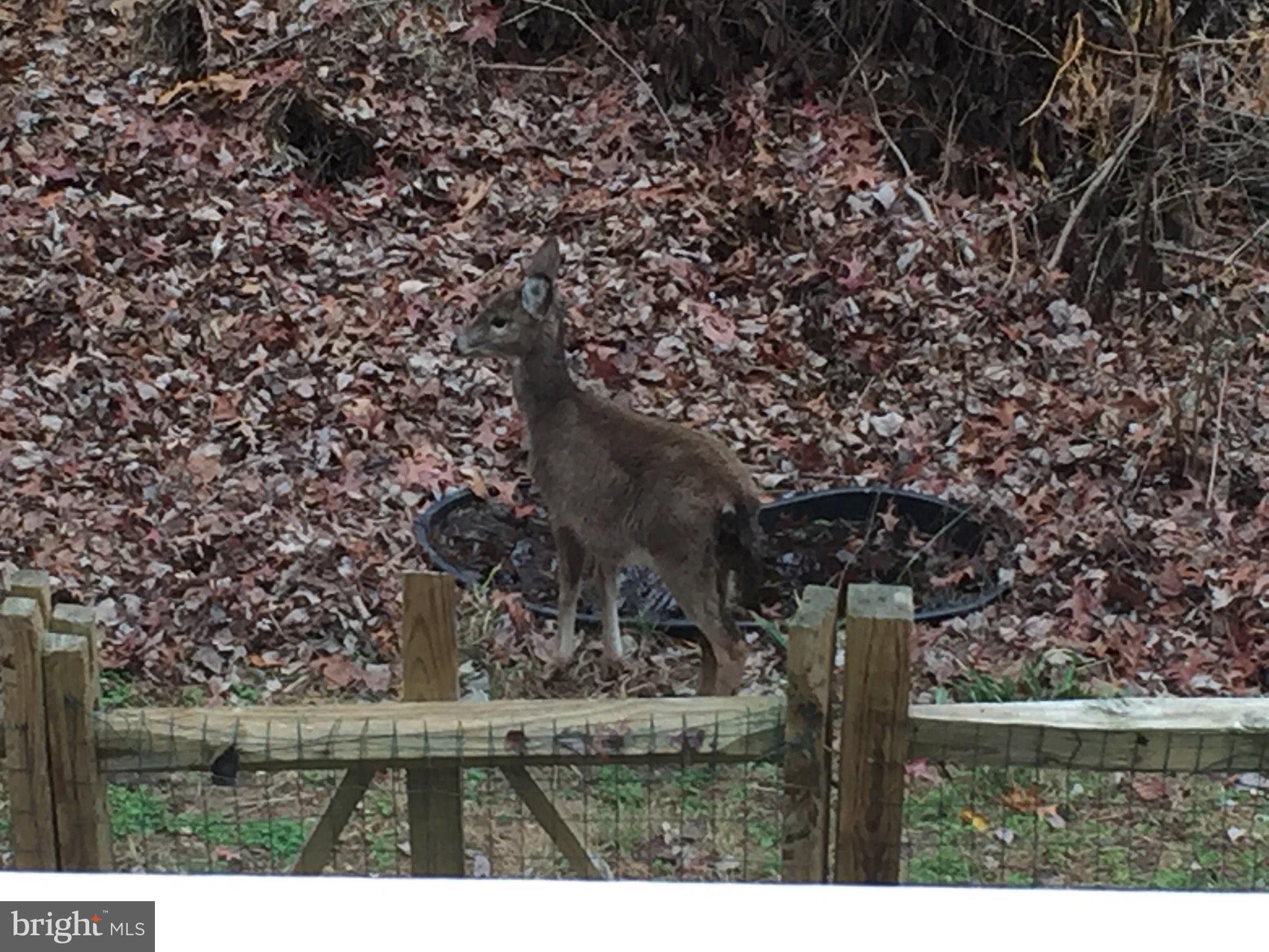 7021 Fox Chase Road New Market, MD 21774 - Photo 2 of 26 Sometimes the neighbors stop by