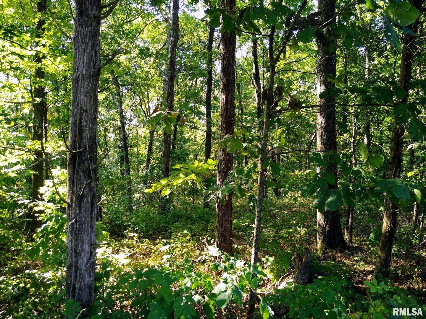 39 Bushwack Road Golconda, IL 62938 - Photo 4 of 28 a view of a lush green forest