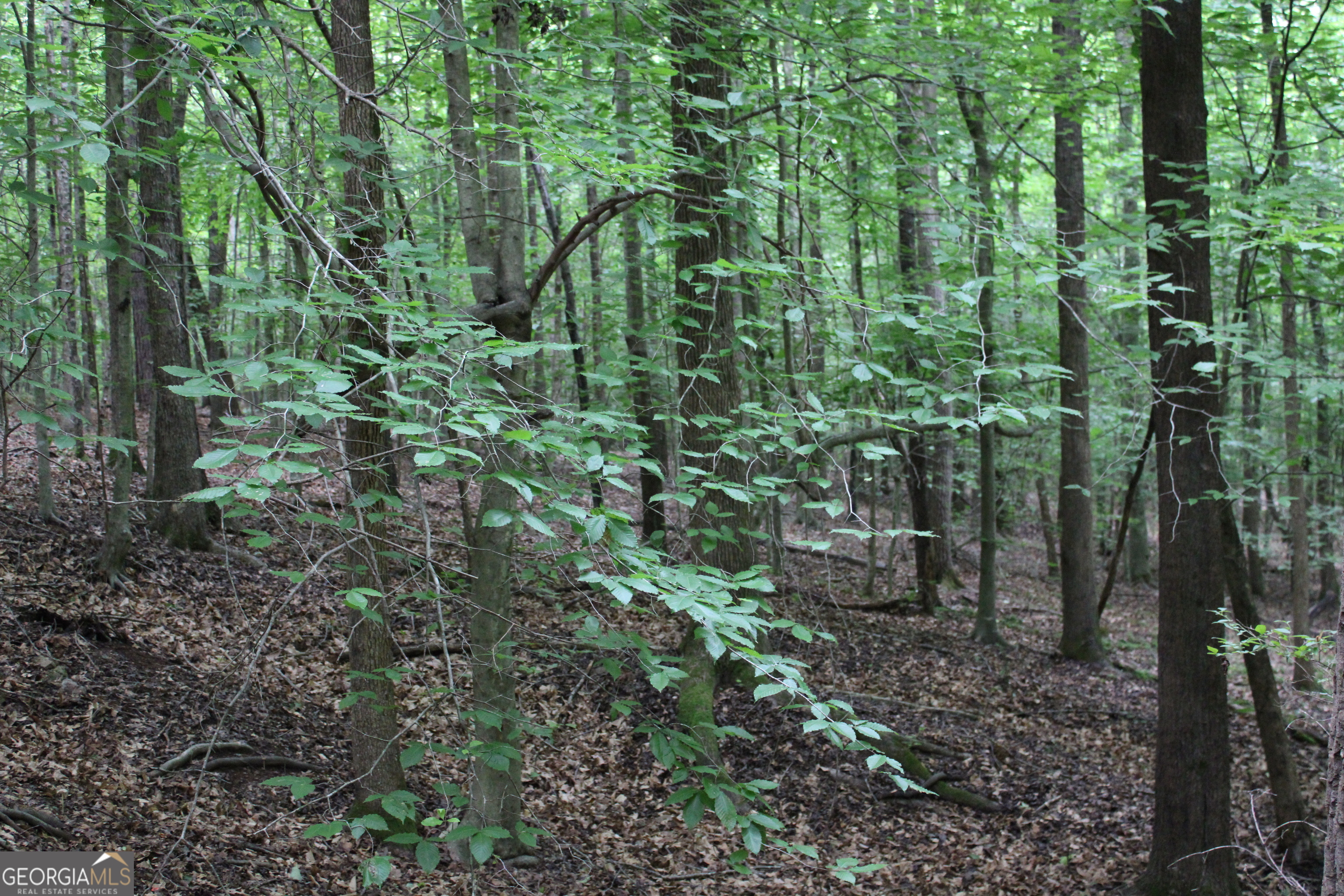 2 Garnett Ward Road Hull, GA 30646 - Photo 8 of 24 a view of a forest that has large trees