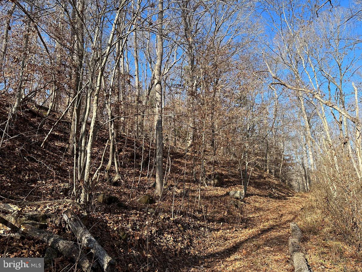 Old Driver Hill Road Scottsville, VA 24590 - Photo 14 of 20 a view of a yard with a trees