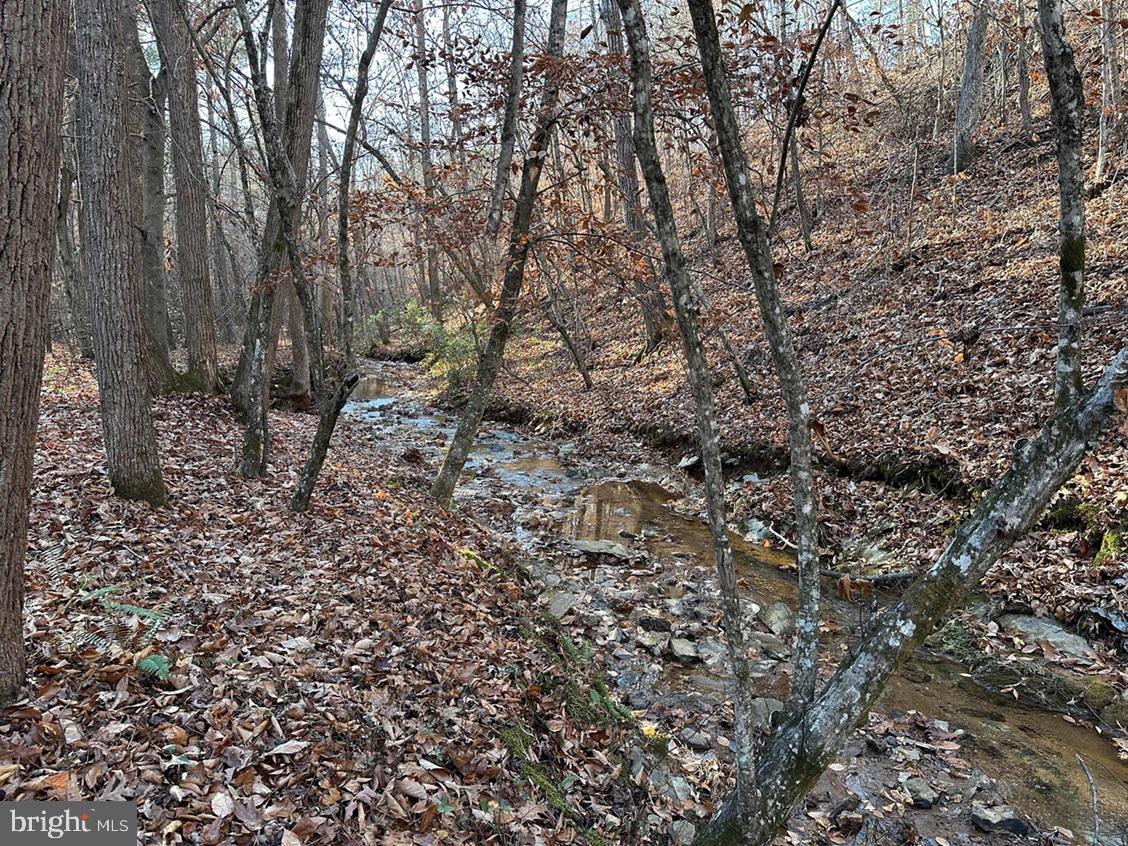 Old Driver Hill Road Scottsville, VA 24590 - Photo 5 of 20 a view of a forest with trees